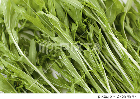 水菜 シンプル 白バックの写真 27584847