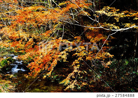 花園渓谷 27584888