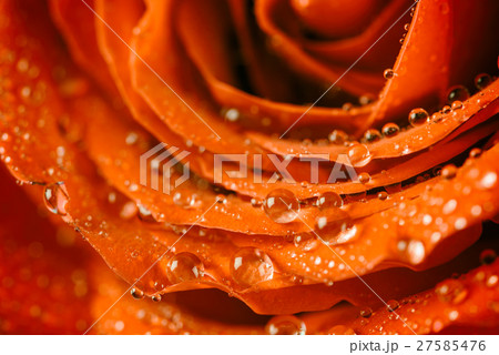 Red Rose Abstract With Water Drops 27585476