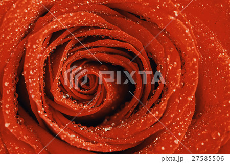 Wet Red Rose Close Up With Water Drops 27585506