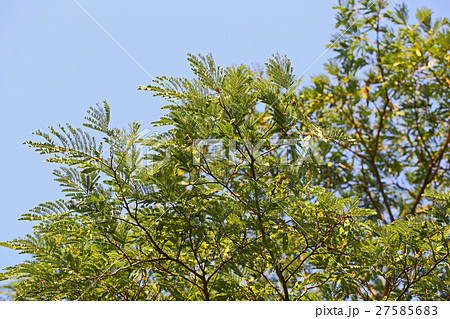 ネムノキの豆果 27585683