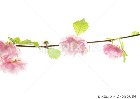 Spring pink flowers Spring pink flowers 27585684