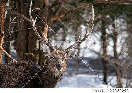 冬の日本鹿の写真素材