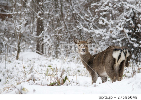 冬の日本鹿の写真素材 27586048 Pixta