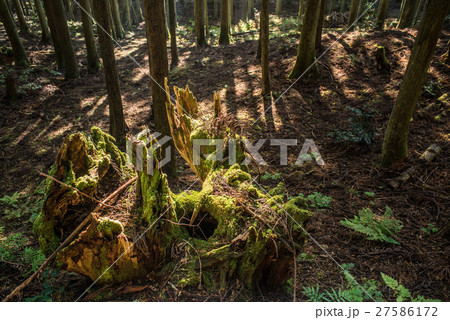 針葉樹林の朽ち木 の写真素材 27586172 Pixta