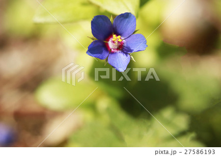 ルリハコベの花 27586193