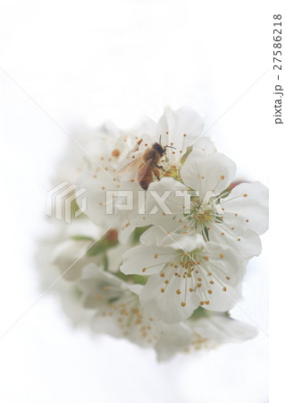 さくらんぼの花 27586218