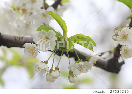 さくらんぼの花の写真素材