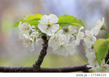 さくらんぼの花 27586220