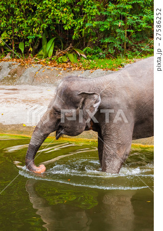 Elephant in water 27586252