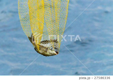 チヌ釣り 27586336