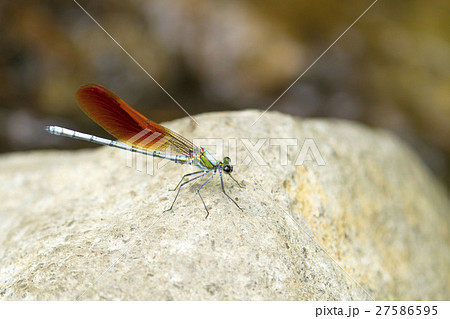 カワトンボ カワトンボ 27586595