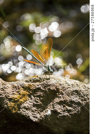 カワトンボ 27586968