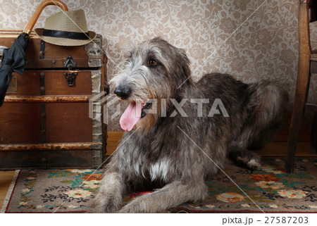 Irish wolfhound indoors 27587203