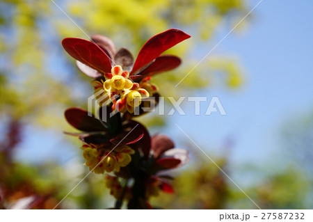 可憐な黄色の小花アカバメギ 27587232