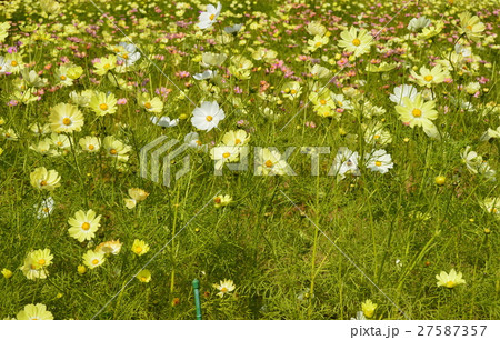 コスモスの花畑 神戸布引ハーブ園 兵庫県神戸市中央区 の写真素材