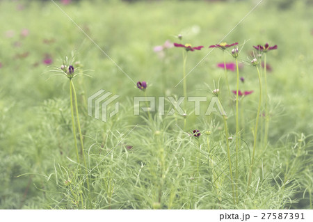 Close up flowers background 27587391
