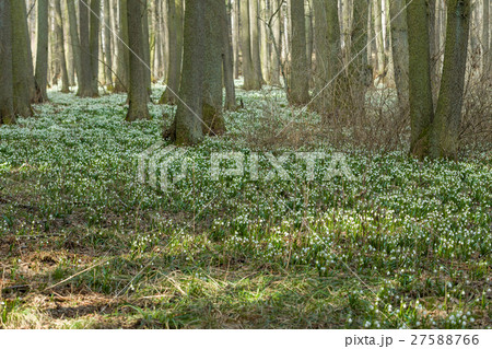 early spring snowflake flowers in forest 27588766
