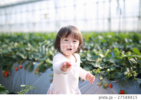 苺狩り 赤ちゃん 女性 イチゴ いちご 苺 フルーツ 果物 レジャー ビニールハウス デザート の写真素材