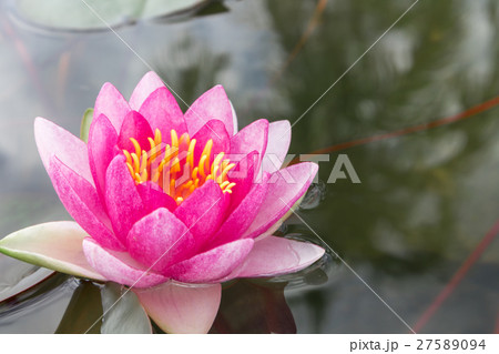 Pink lotus flower on the pond 27589094
