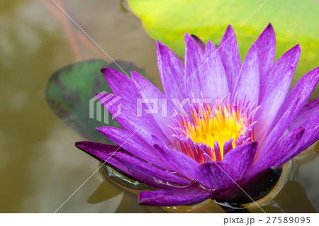 Pink lotus flower on the pond 27589095