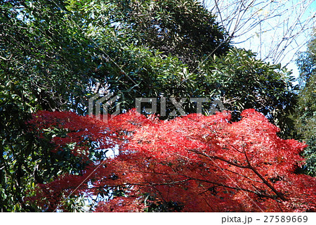 東大の紅葉 東大の紅葉 27589669