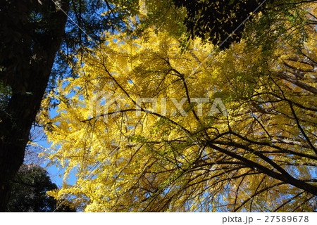 東大の黄葉 27589678