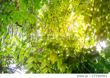 green leaves on the green backgrounds 27590062