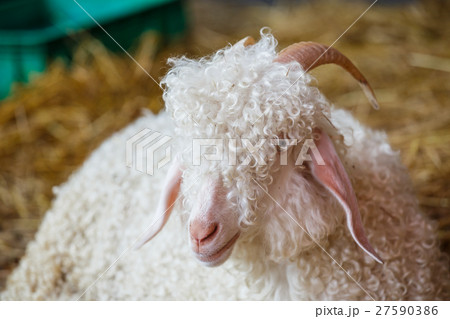 Closeup sheep's head in farm Closeup sheep's head in farm 27590386