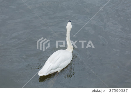 White Swan one in the pool. White Swan one in the pool. 27590387