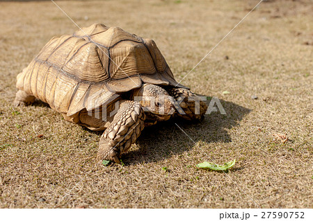 ケヅメ陸亀の写真素材