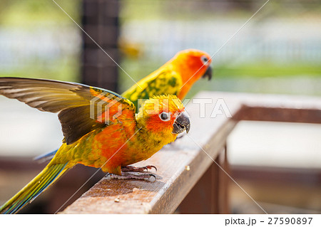 parrot 27590897