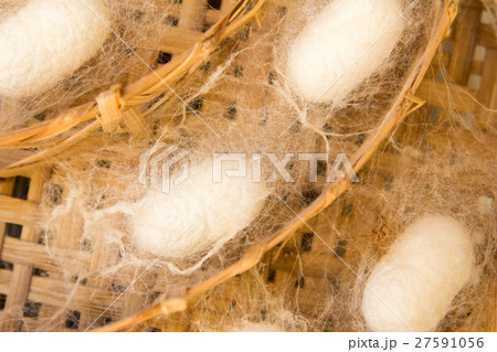 White silkworm in cocoon stage on weave craft White silkworm in cocoon stage on weave craft 27591056