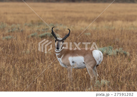 Pronghorn Antelope Buck Pronghorn Antelope Buck 27591202