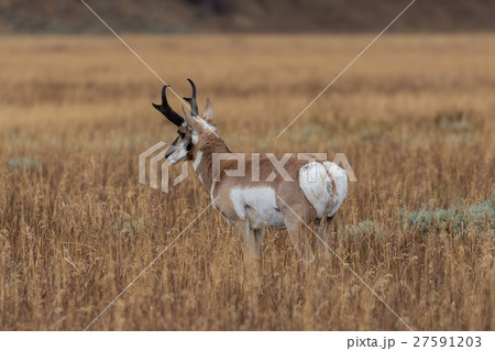 Pronghorn Antelope Buck Pronghorn Antelope Buck 27591203