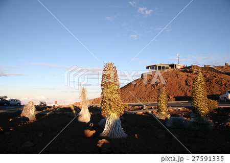 ハレアカラ山頂の銀剣草 ハレアカラ山頂の銀剣草 27591335