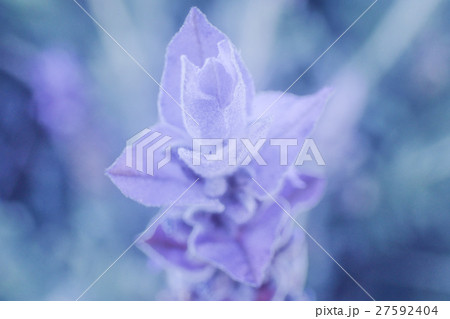ラベンダーの花 ラベンダーの花 27592404