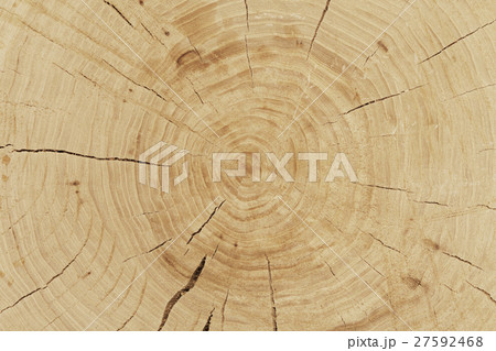 fresh cut log fresh cut log 27592468
