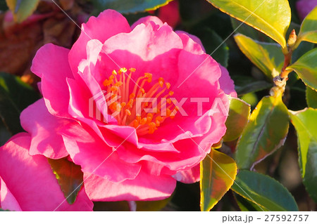 美しいサザンカ 美しいサザンカ 27592757