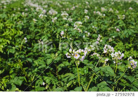 Rows of flowering potatoes Rows of flowering potatoes 27592978