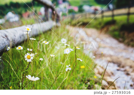 Camomile at the road in Carpathian's Camomile at the road in Carpathian's 27593016