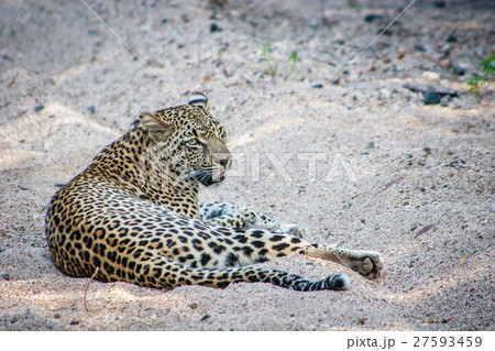 Leopard laying in the sand. 27593459