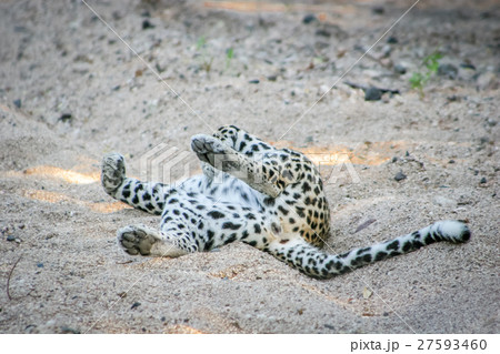 Leopard rolling in the sand. 27593460