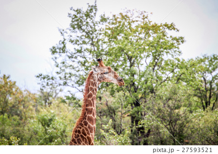 Giraffe starring at the camera. 27593521