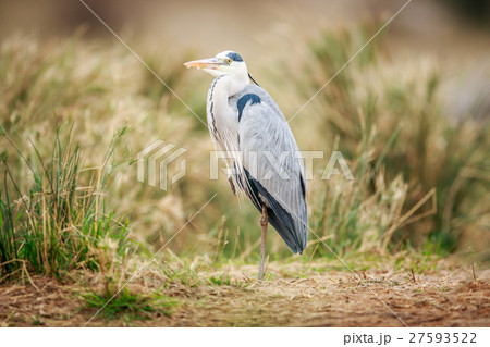 Grey heron standing in the sand. 27593522