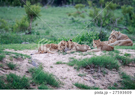 Lion cubs playing with a Leopard tortoise. Lion cubs playing with a Leopard tortoise. 27593609