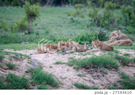 Lion cubs playing with a Leopard tortoise. Lion cubs playing with a Leopard tortoise. 27593610