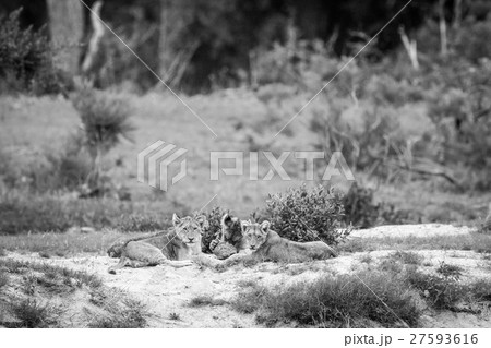 Lion cubs playing with a Leopard tortoise. 27593616