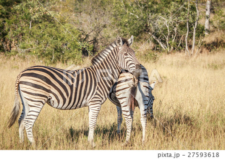 Zebra starring at the camera. Zebra starring at the camera. 27593618