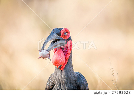 Southern ground hornbill with a Rain frog kill. 27593628